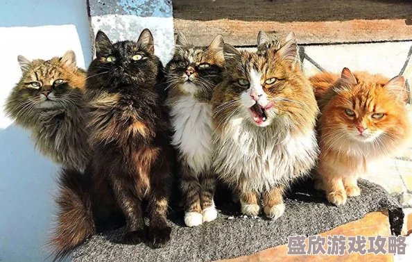 猫和老鼠手游最新攻略：猫阵营知识卡高效搭配推荐与解析